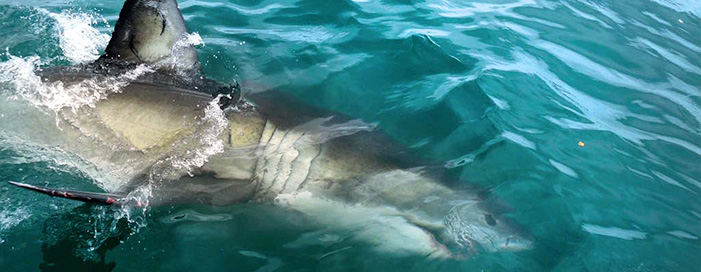 Kennedy's Beach Villa shark cage diving